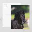 Search for rocky mountain horse Breed