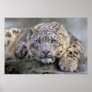 Search for white snow leopard posters Leopards