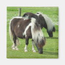 Search for purebred magnets Farm