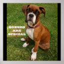 Search for boxer puppy posters Animal