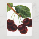 Search for ripe postcards Garden