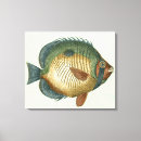 Search for fish canvas prints Colourful
