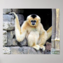 Search for gibbons posters Nature