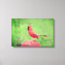 Search for red cardinal bird canvas prints Birds