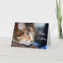 Search for staring cards Animal