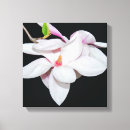 Search for white magnolia canvas prints Blossom