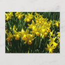 Search for cheery postcards Nature