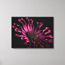 Search for african daisy art Botanical