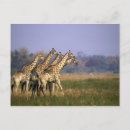 Search for africa postcards Giraffe