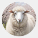 Search for fluffy sheep stickers Cute