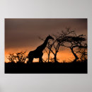 Search for game reserve art Giraffe