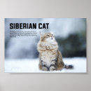 Search for siberian posters Pet