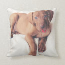 Search for vizsla cushions Animal