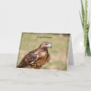Search for hawk birthday cards Animal