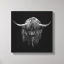 Search for cow canvas prints Scotland