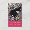 Search for tux photography Black and white cat
