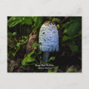 Search for environments postcards White