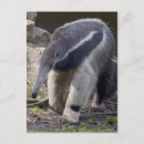 Search for ants vertical postcards Anteater