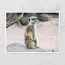 Search for suricates postcards Mongoose