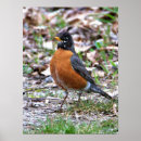 Search for robins posters Nature