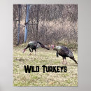 Search for wild turkeys posters Animals