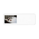 Search for calico cat return address labels Kitten