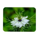 Search for cornflower magnets Centaurea