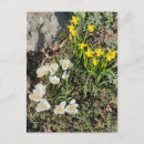 Search for spring crocus vertical postcards Botanical
