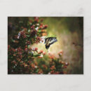 Search for grace postcards Butterfly