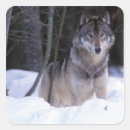 Search for grey wolf stickers Forest