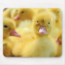Search for duck mouse mats Baby animals