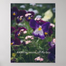 Search for pansy posters Purple pansies