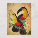 Search for colourful bird art postcards Exotic