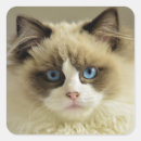 Search for ragdoll cat stickers Kitty