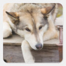 Search for sled dog stickers Alaska