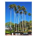 Search for tall posters Palm trees