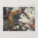 Search for fish swimming postcards Multi coloured