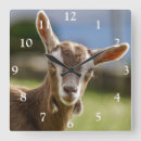 Search for goat clocks Pet