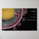 Search for hiv aids posters Virus