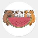 Search for guinea pigs stickers Food