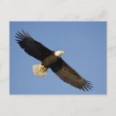 Search for wingspan postcards Flying