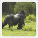 Search for mcdonald stickers Primate