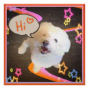 Search for bichon dog posters Cute