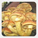 Search for wild mushroom stickers Nature