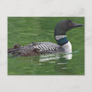 Search for british wildlife postcards Cute