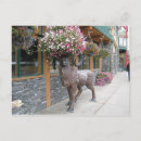 Search for comical sheep postcards Funny