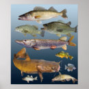 Search for freshwater fish posters Walleye