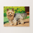 Search for yorkshire terrier puzzles Animal