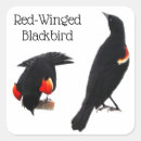 Search for blackbird stickers Wildlife