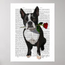 Search for boston terrier posters Terriers